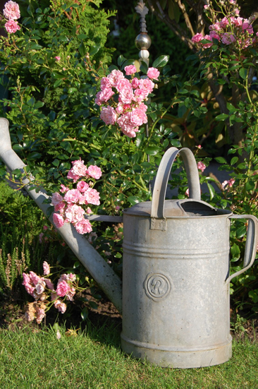 un arrosoir , posé dans le jardin , devant un magnifique rosier rose