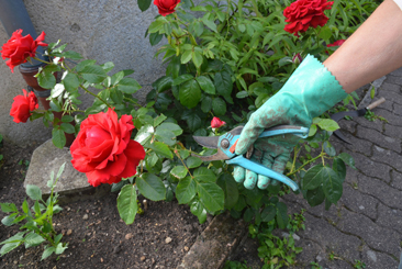 la main du jardinier protégée par un gant taille le rosier