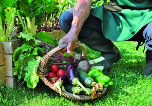 Un panier plein de tomates , aubergines et légumes produits dans le potager