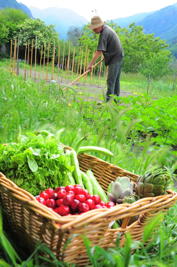 Le jardinier a planté ses tuteurs avant de mettre en terre ses tomates