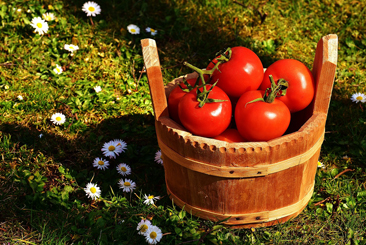 un panier avec à l'interieur de belles tomates rouges